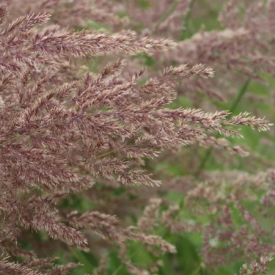 Вейник КАРЛ ФОРСТЕР остроцветковый в Усть-Каменогорске