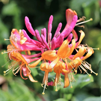 Жимолость ГЕКРОТА в Усть-Каменогорске