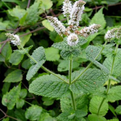 Мята яблочная в Усть-Каменогорске