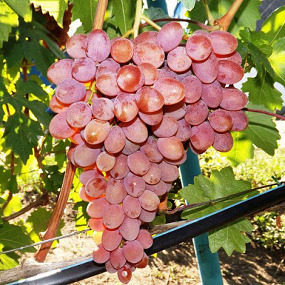 Виноград РУМБА в Усть-Каменогорске