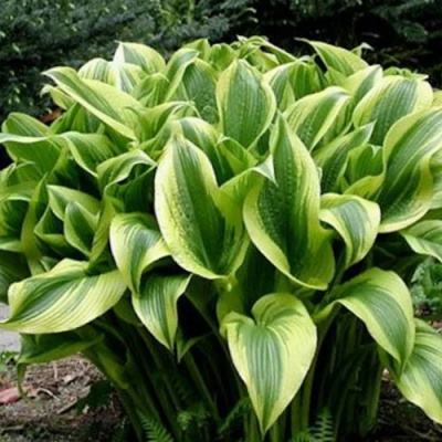 Хоста АУРЕОМАРГИНАТА в Усть-Каменогорске