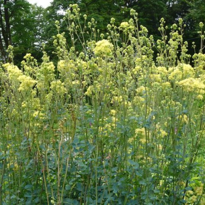 Василистник ГЛАУКУМ желтый в Усть-Каменогорске
