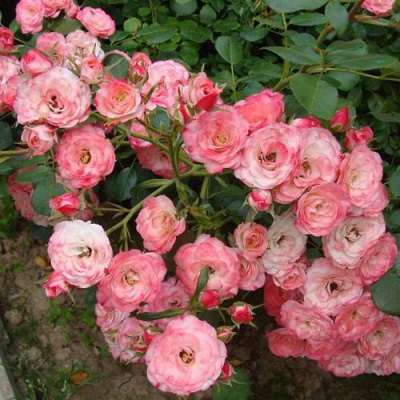 Роза ПАТ ДЕ ВЕЛЮР шраб в Усть-Каменогорске