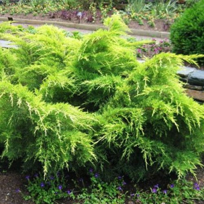 Можжевельник ГОЛД КОСТ средний в Усть-Каменогорске