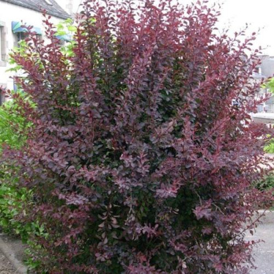 Барбарис АТРОПУРПУРЕА тунберга в Усть-Каменогорске