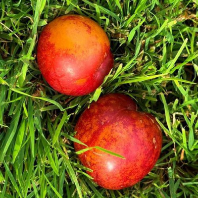 Шарафуга НЕКТАРИННАЯ в Усть-Каменогорске