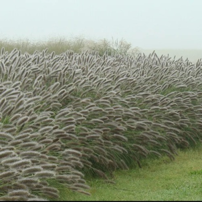 Пеннисетум ЛЕДИ Ю в Усть-Каменогорске