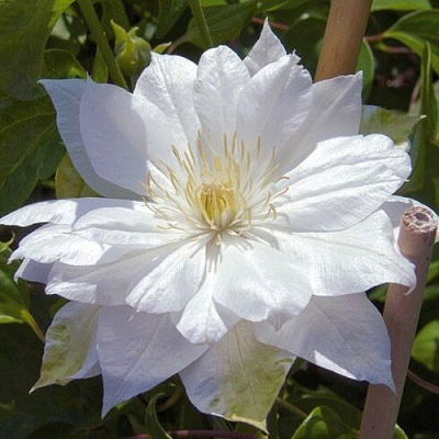 Клематис ДАЧЕСС ОФ ЭДИНБУРГ в Усть-Каменогорске