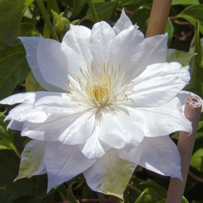 Клематис ДАЧЕСС ОФ ЭДИНБУРГ в Усть-Каменогорске