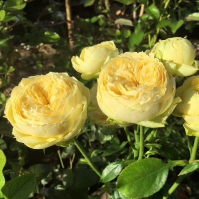 Роза КАТАЛИНА спрей в Усть-Каменогорске