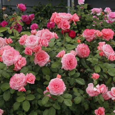 Роза ИНСТИТУТ ЛЮМЬЕР шраб в Усть-Каменогорске