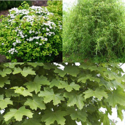 Комплект ЗЕЛЕНЫЙ ОАЗИС в Усть-Каменогорске