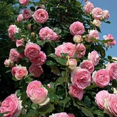 Роза ПЬЕР ДЕ РОНСАР плетистая в Усть-Каменогорске