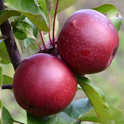 Яблоня красномясая в Усть-Каменогорске