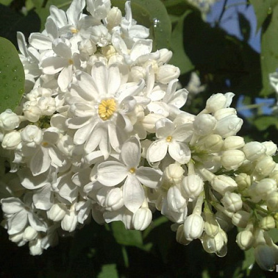 Сирень РОЧЕСТЕР в Усть-Каменогорске