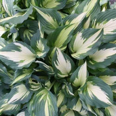 Хоста КРИСМАС КЭНДИ гибридная в Усть-Каменогорске