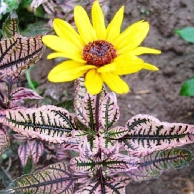 Гелиопсис САММЕР ПИНК в Усть-Каменогорске