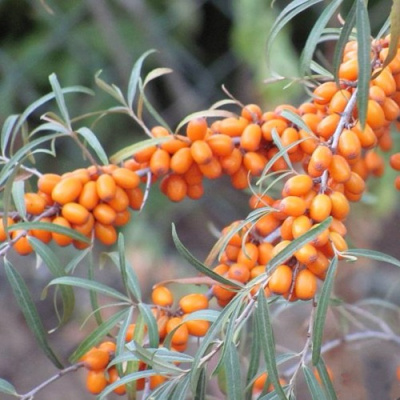 Облепиха БОТАНИЧЕСКАЯ ЛЮБИТЕЛЬСКАЯ в Усть-Каменогорске