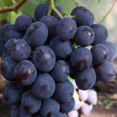 Виноград РОШФОР в Усть-Каменогорске