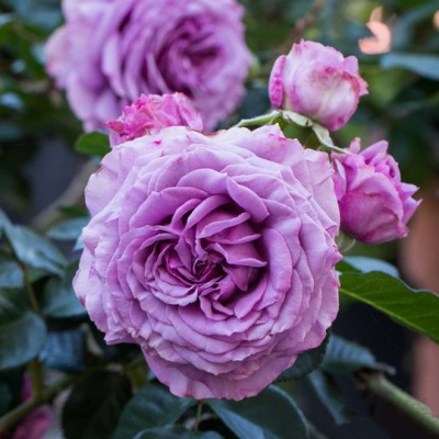 Роза СИЛЬВЕР КВИК плетистая в Усть-Каменогорске