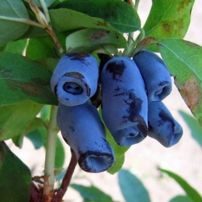 Жимолость съедобная ГОЛУБОЙ ДЕСЕРТ в Усть-Каменогорске