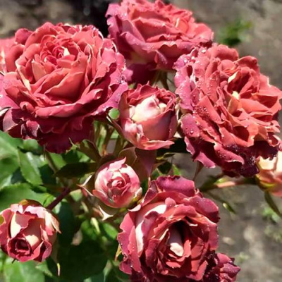 Роза ТИРАМИСУ спрей в Усть-Каменогорске