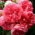 Роза РОЗАРИУМ ЮТЕРСОН плетистая в Усть-Каменогорске