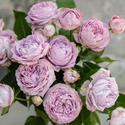 Роза ЛАВЕНДЕР БАБЛС спрей в Усть-Каменогорске