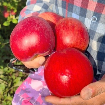 Яблоня ПАМЯТЬ СЮБАРОВОЙ в Усть-Каменогорске