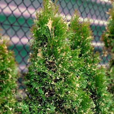 Туя СМАРАГД ВАРИЕГАТА западная в Усть-Каменогорске