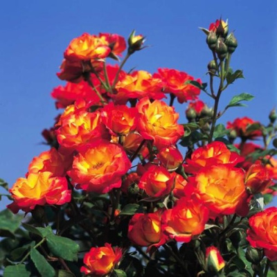 Роза ТАЙФУН спрей в Усть-Каменогорске