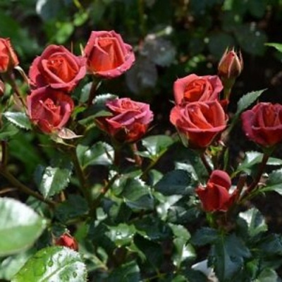 Роза ЧОКОЧИНО спрей в Усть-Каменогорске