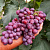 Виноград ПАМЯТИ УЧИТЕЛЯ в Усть-Каменогорске