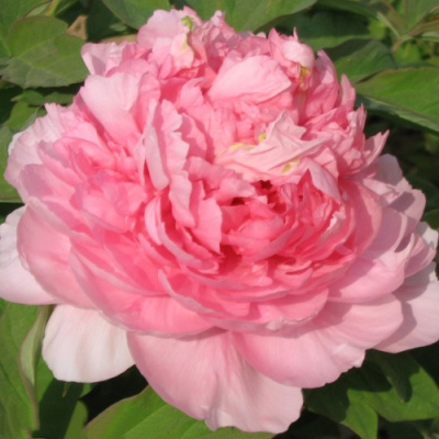 Пион ИМПЕРАТОРСКАЯ НАЛОЖНИЦА древовидный в Усть-Каменогорске