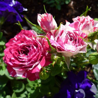 Роза ФЛЕШ ДАНС спрей в Усть-Каменогорске