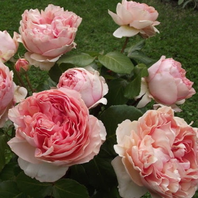 Роза ФИЛИНГ чайно-гибридная в Усть-Каменогорске