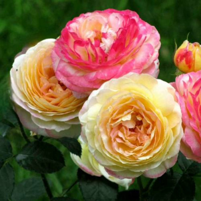 Роза РОЗОМАН ЖАНОН шраб в Усть-Каменогорске