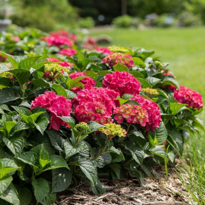 Гортензия ЭНДЛЕСС САММЕР ЛАВ крупнолистная в Усть-Каменогорске