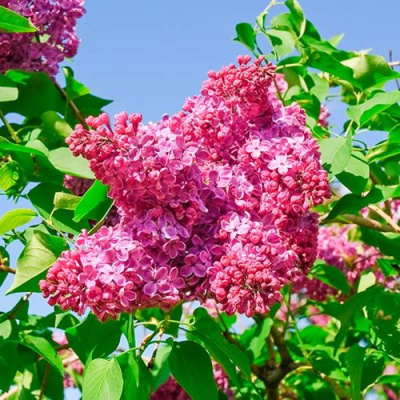 Сирень КРАСНАЯ МОСКВА в Усть-Каменогорске