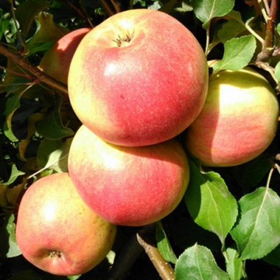 Яблоня ЭМБАССИ в Усть-Каменогорске