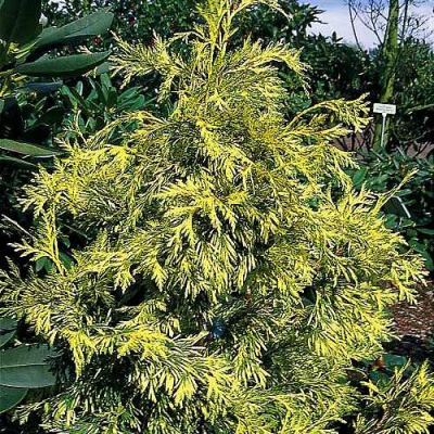 Туя ЗЕБРИНА ЭКСТРА ГОЛД складчатая в Усть-Каменогорске