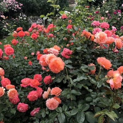 Роза БЕЛЬВЕДЕР шраб в Усть-Каменогорске