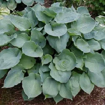 Хоста МУНЛАЙТ СОНАТА гибридная в Усть-Каменогорске