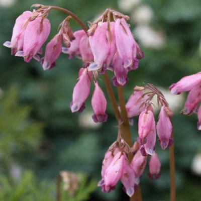 Дицентра изящная в Усть-Каменогорске