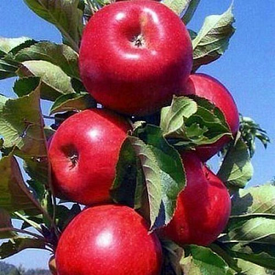 Колонновидные яблони в Усть-Каменогорске