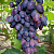 Виноград КИШМИШ БРАВИССИМО в Усть-Каменогорске