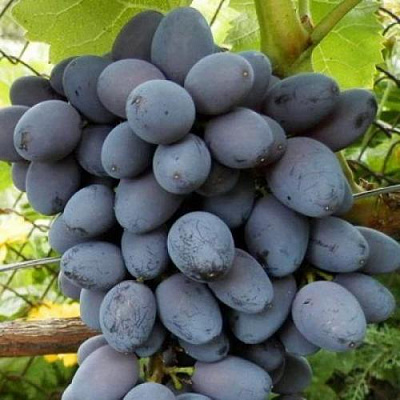 Черный виноград в Усть-Каменогорске