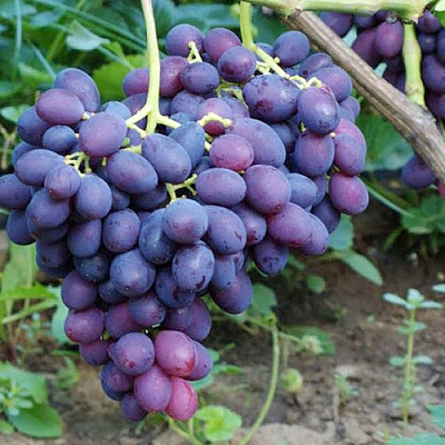Виноград КАТАЛОНИЯ в Усть-Каменогорске