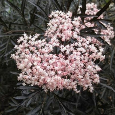 Бузина черная БЛЭК ЛЕЙС ЕВА в Усть-Каменогорске