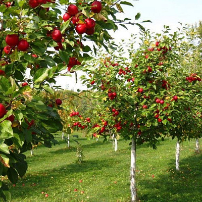 Плодовые деревья в Усть-Каменогорске